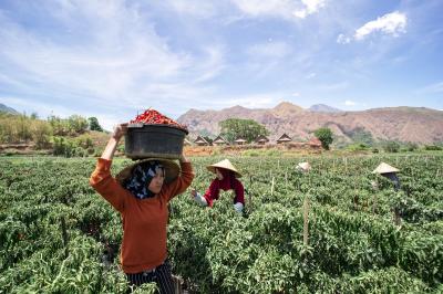 Harga Cabai Rawit Melonjak Drastis