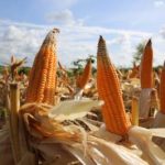 Panen Jagung Lampung Melonjak Drastis
