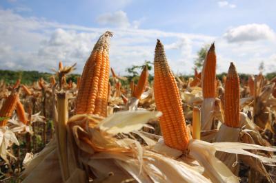 Panen Jagung Lampung Melonjak Drastis