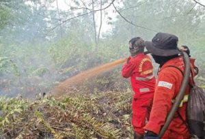 Sanksi Tegas Cabut Izin Lima Perusahaan Hutan