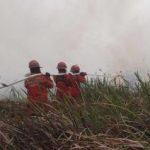 Tegas Cabut Izin 5 Perusahaan di Kalimantan