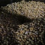 Target Ambisius Kedelai RI Bikin Geger