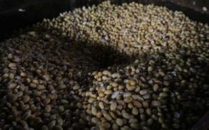 Target Ambisius Kedelai RI Bikin Geger