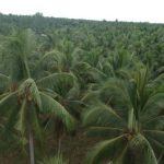 Jurus Ampuh Indonesia Bangkitkan Kelapa