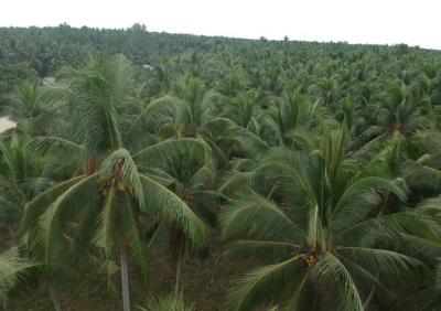 Jurus Ampuh Indonesia Bangkitkan Kelapa