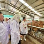 Target Swasembada Susu Nasional 2030