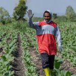 Strategi Cerdas Petani Hadapi El Nino