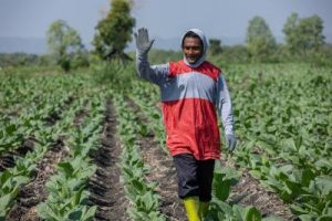 Strategi Cerdas Petani Hadapi El Nino