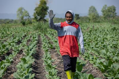 Strategi Cerdas Petani Hadapi El Nino