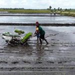 Produksi Padi Tetap Melaju Meski El Nino Mengancam