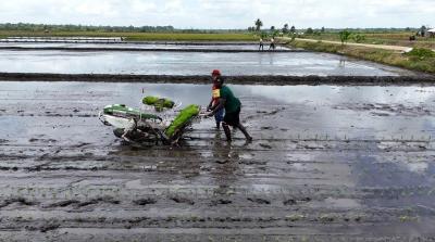 Produksi Padi Tetap Melaju Meski El Nino Mengancam