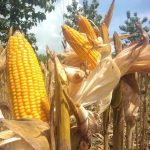 Strategi Bulog Amankan Stok Jagung Nasional