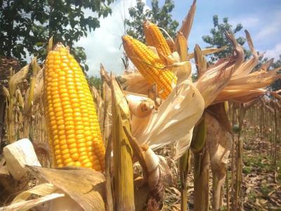 Strategi Bulog Amankan Stok Jagung Nasional