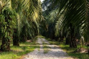 Misteri Pertemuan Bos Sawit di Singapura